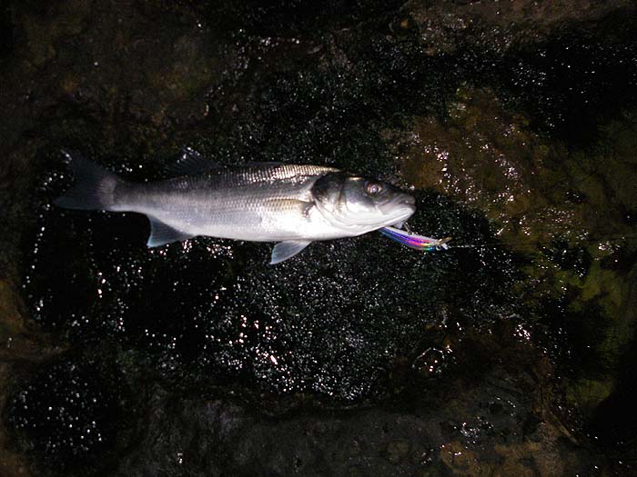 The Crystal Minnow is a good reliable bass lure and Ben was well pleased with his catch.