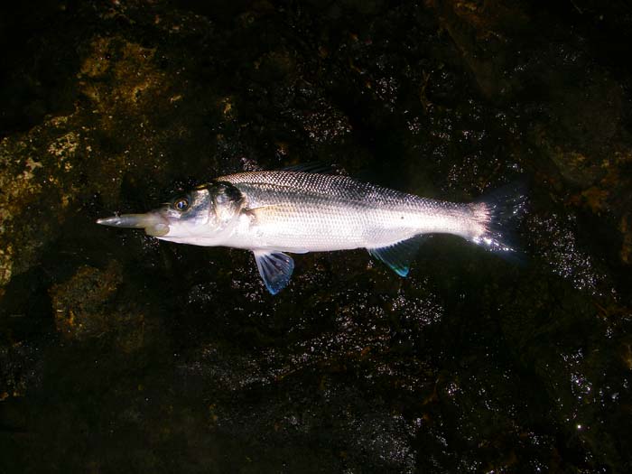 With the Redgill folded in its jaws. There was no difference in the number of bites we had or the number of fish hooked despite the totally different lures.
