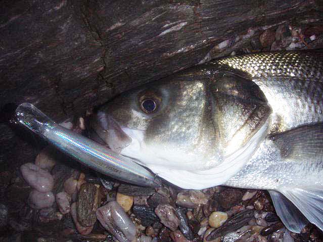 A well deserved four pounder for Dave's plug.