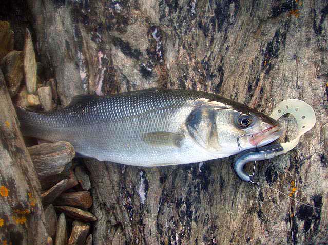 These soft plastics seem to catch fish even on the slowest retrieve.