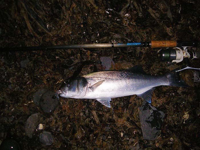 I missed the bite before this one took. Did it battle!