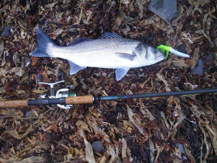 Nicely hooked on my rather tatty Slandra (the tail disintegrated next time I went fishing).