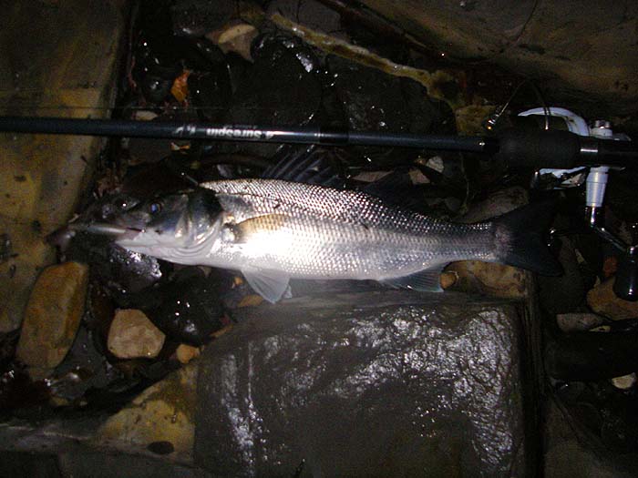 Nicely hooked on the Redgill. Bass rarely come unstuck from big single hooks and you can quickly release them without the need for pliers.
