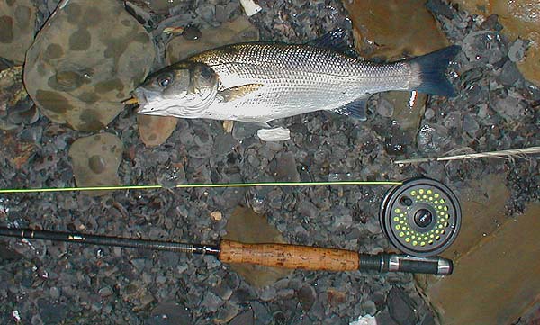 Nicely hooked on a Delta eel - just as effective as any fancy fly.