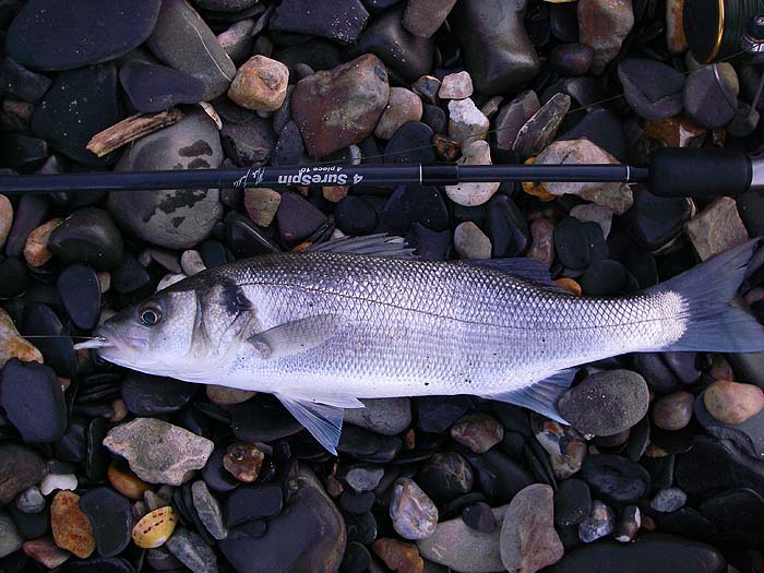 A nice fat little fish that had totally engulfed the 'eel'.