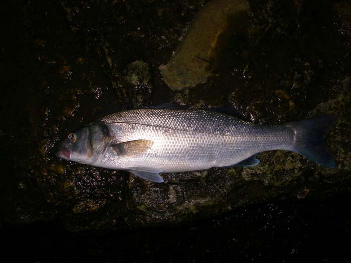 Picture taken with the flash.