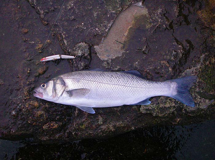 The same fish with the lure it was caught on. No flash.