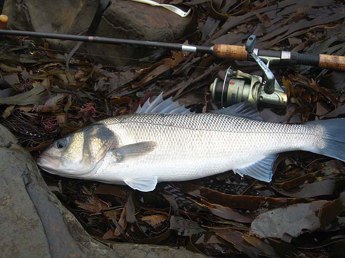 The tail of the Redgill that did the damage is visible in the top of the picture..