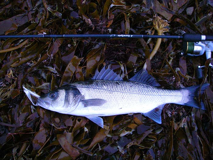 I should have used the flash, it always looks better when the light is a bit iffy.