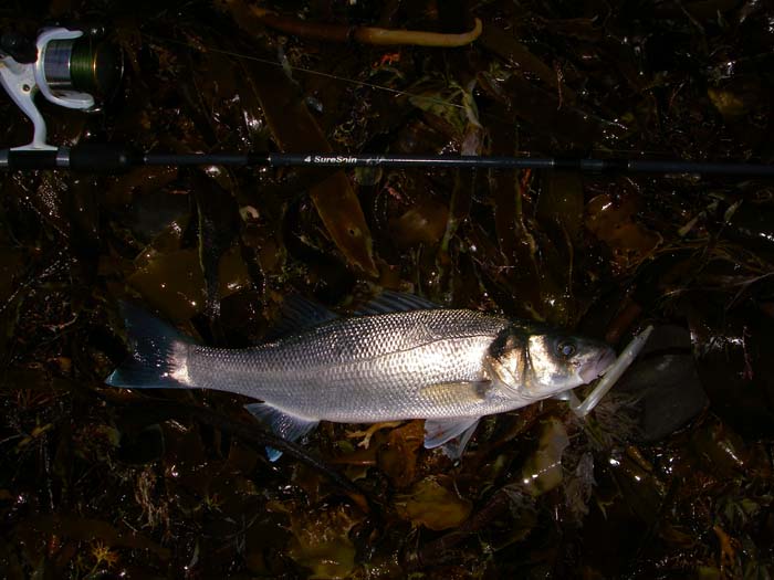 Not quite as big but well hooked and looking good.