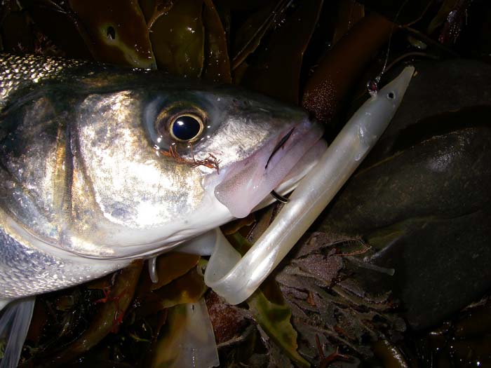 I like these lures although the attachment ring is a bit crude for the knot. I must use a clip next time I tie one on.