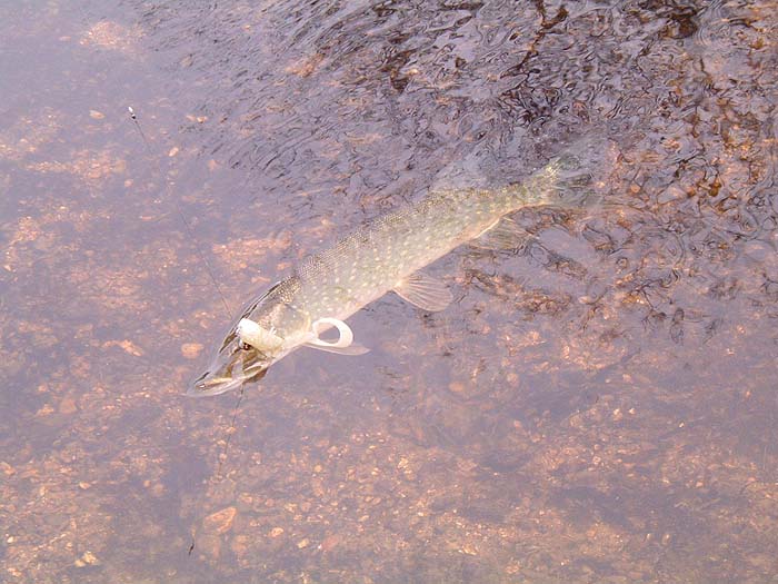These large, self-weighted, soft plastics are effective for pike.