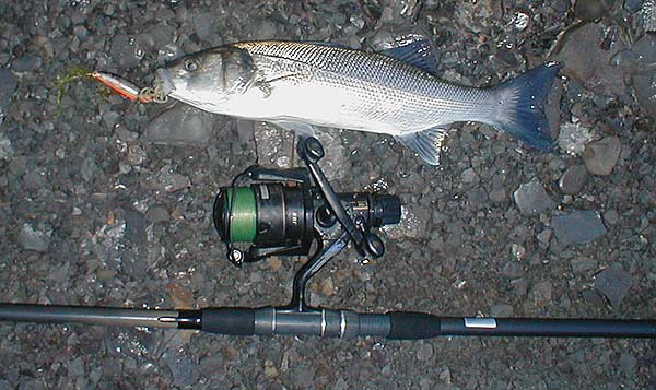 This one was hooked on a small CD Rapala.