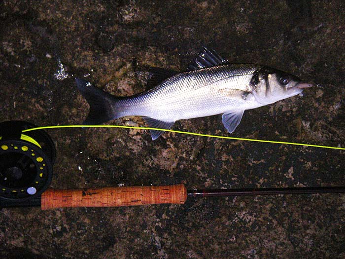 Bass, particularly small ones, take these little rubber eels well.