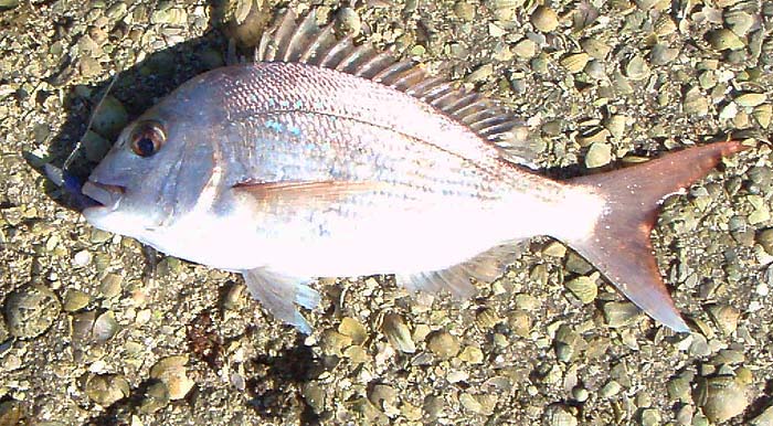 Alan Bulmer in New Zealand catches loads of snapper on SP jigs.