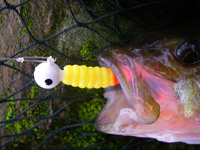 Weighted, curly tail, grubs are often good for perch.