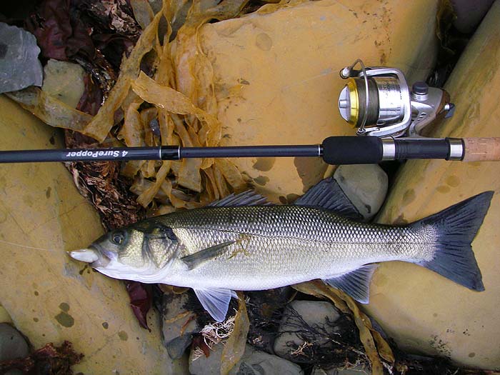 This nice bass has totally engulfed the 16cm Sandra.