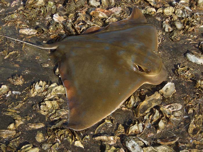 A fine fish which clearly put up a typical leaping tough fight.