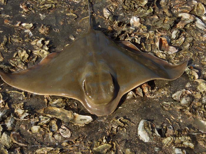 Note the beautiful blue spots. The spotted eagle rays I've seen jumping in the Atlantic have quite a different pattern.