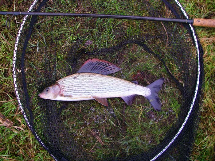 They really are fine fish and that huge fin gives them plenty of purchase on the water as they wriggle backwards.