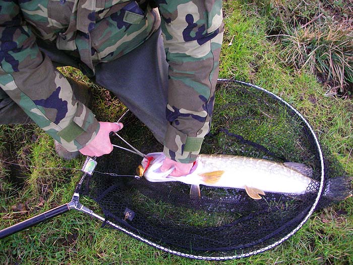 My pal Dave Baker unhooks a pike taken on a big spinner.