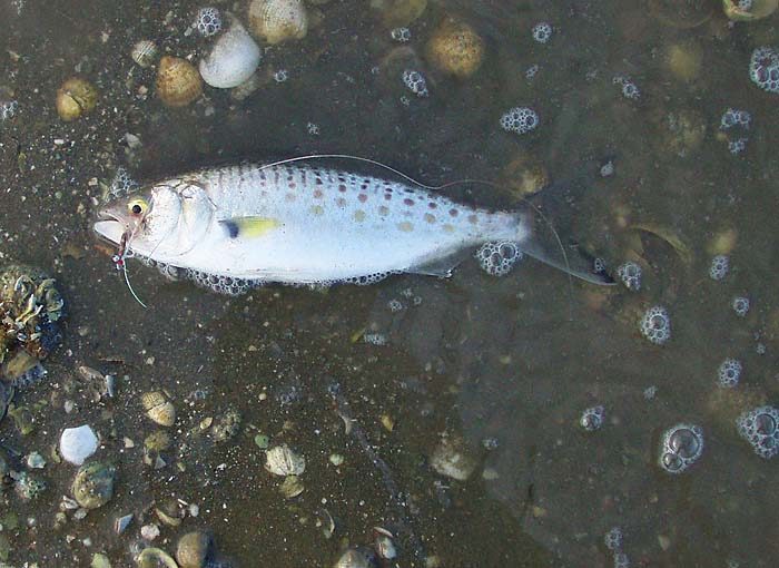 It must be a bit like catching supercharged mackerel on the fly - fantastic stuff!