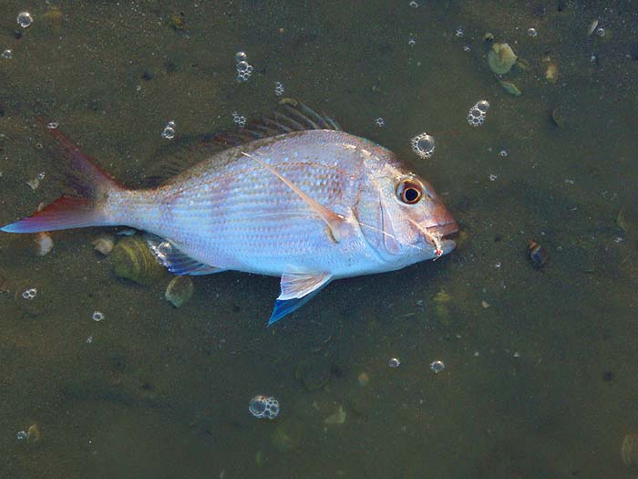 No doubt a different type of battle but equally exciting and loads of scope for innovation.