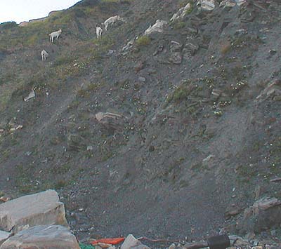 This is about as close as I've ever been to these 'wild' goats.