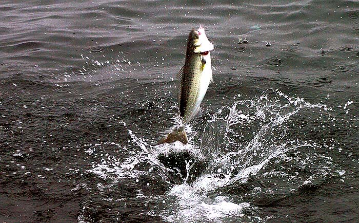 A nice kawai shows its paces.