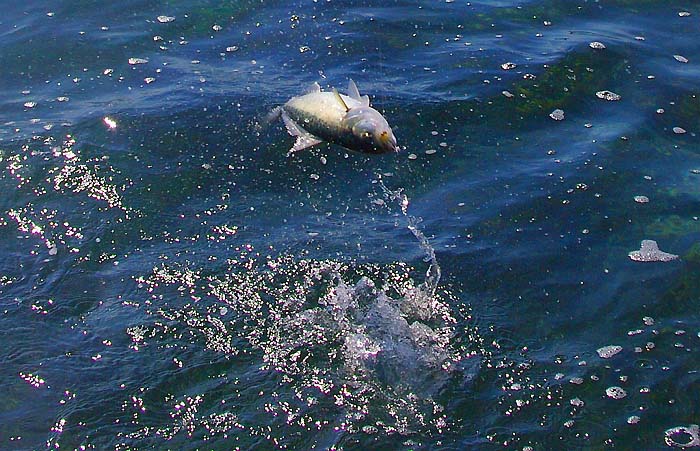 In the air once more. These sort of shots are tricky to get.