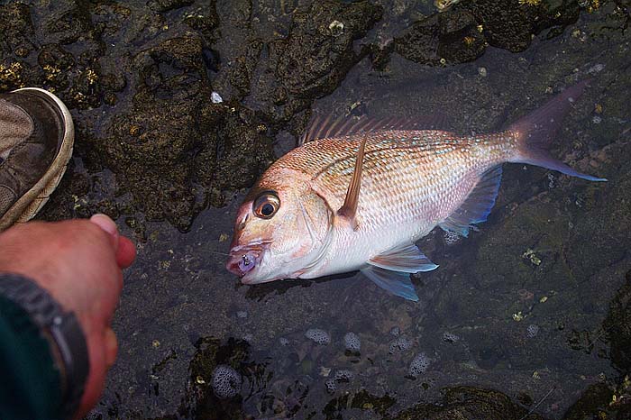 They really are cracking fish.