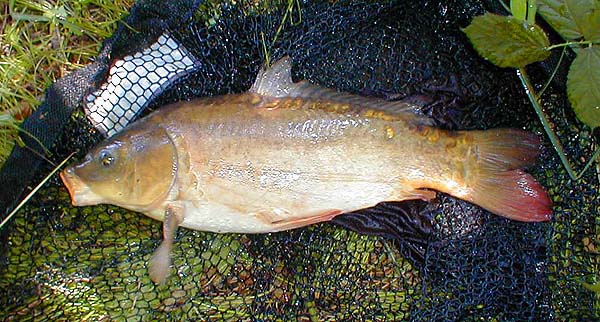 The only confident takes were when the bait was among the floating wind-drifted debris.