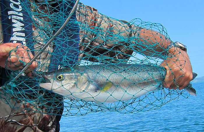 A beautiful kahawai like the one that was engulfed by the big kingfish.