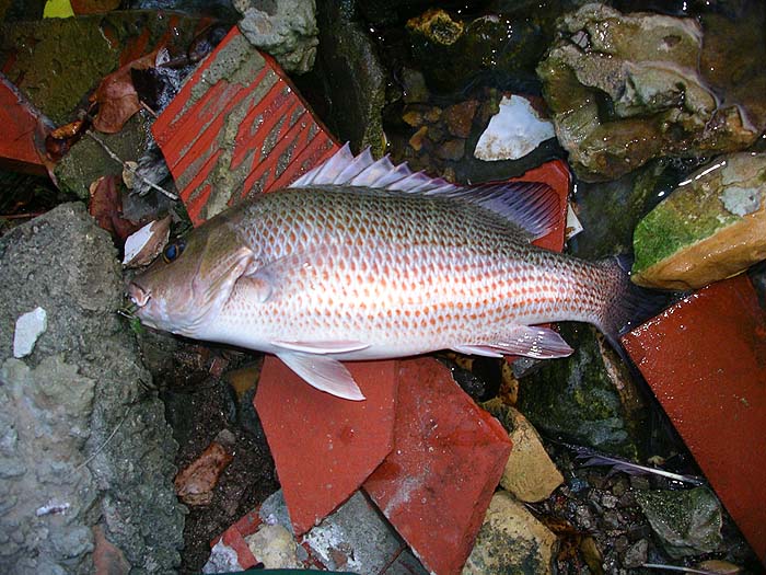 I've never caught one of these myself but it looks like a nice, meaty specimen.
