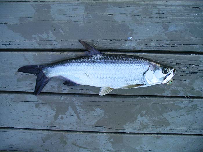 These fish are often the bread and butter of fishing in tropical lagoons.