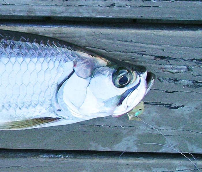 I forgot to ask Tony but this looks as though it was caught on a translucent shad.