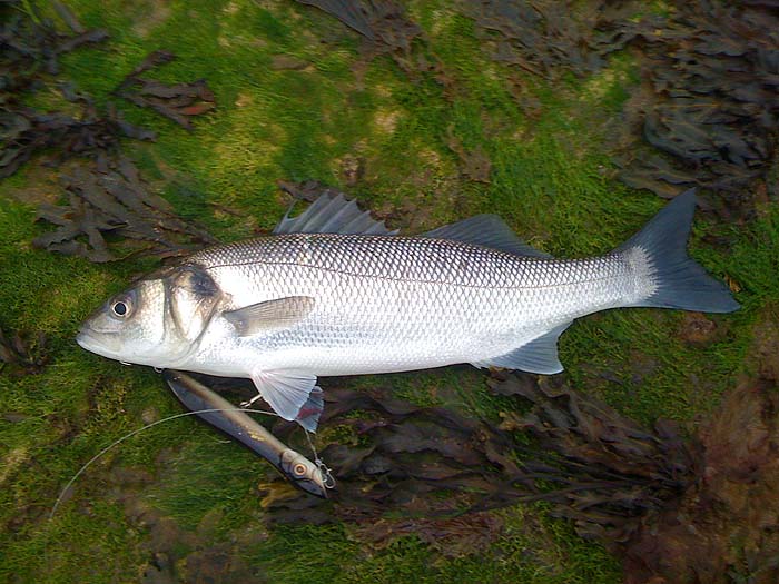 \These walk the dog type lures can be effective.