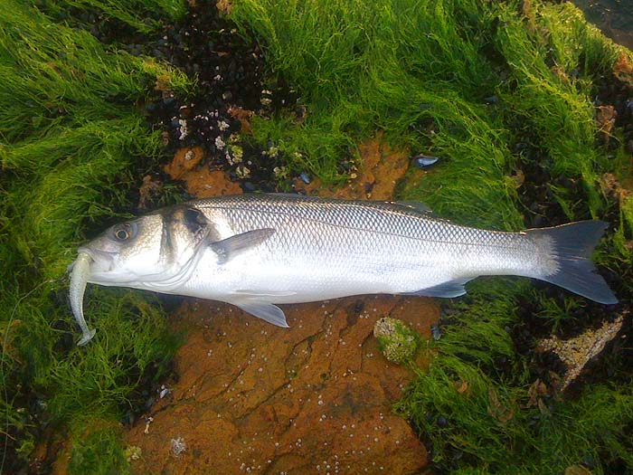 There's lots of scope for soft plastics.