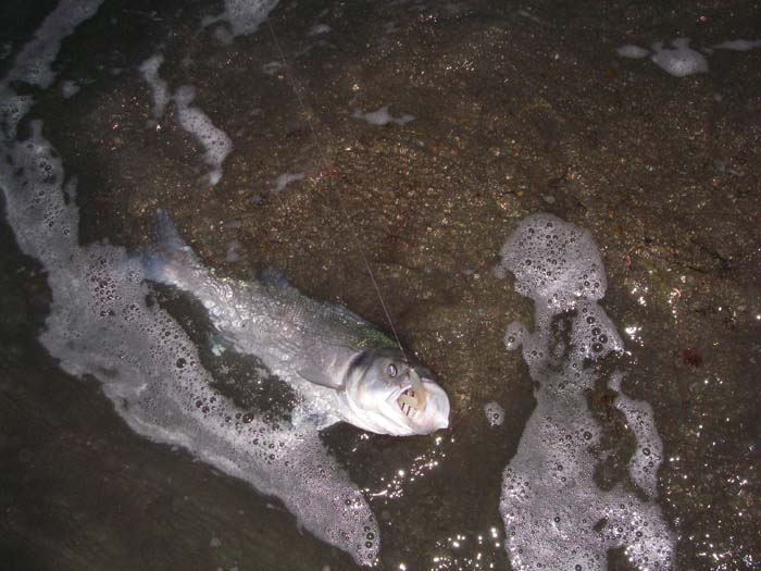 Fantastic! It was still a bit gloomy for taking pictures. .