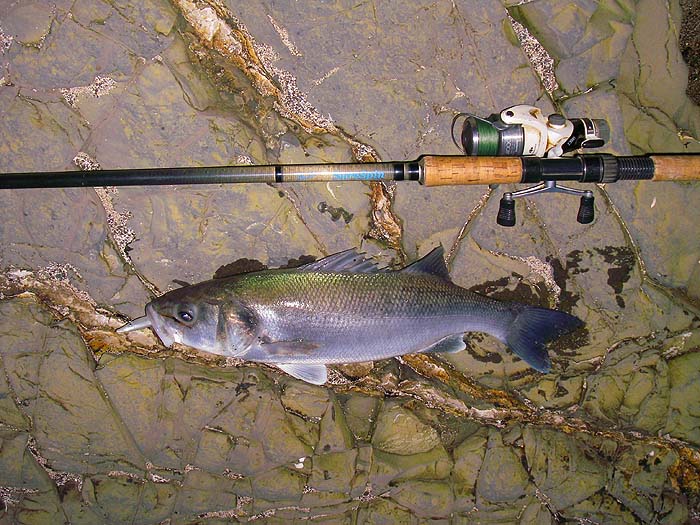 Look at the colour of that! Presumably the irridescent green is due to the clarity of the water.