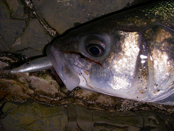 It wouldn't have come off so no need to worry.