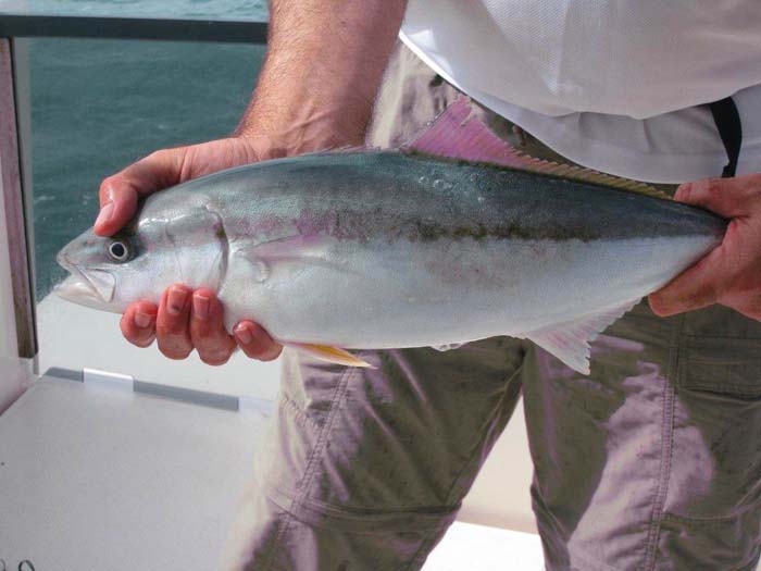 What a wonderful fish - sheer power!