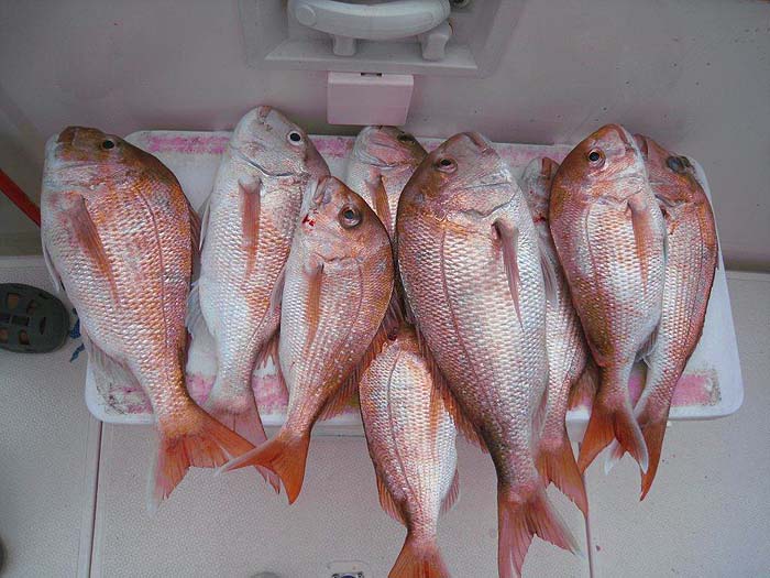 There's a few nice fillets here.