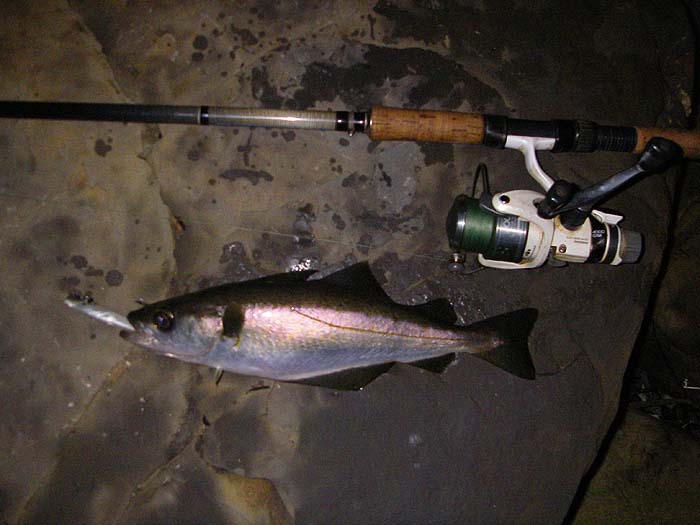 They don't battle anything like a bass and they can be tricky to hook.