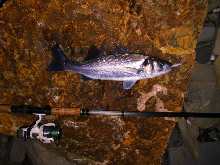 Even schoolies like this are a worthwhile catch.