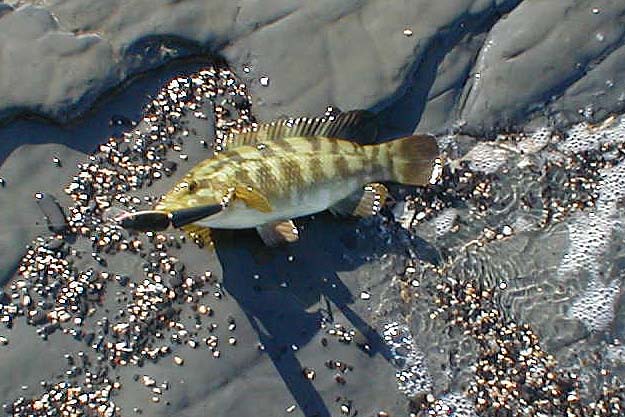 This one seems to have nipped at the mid-body treble - unusual!