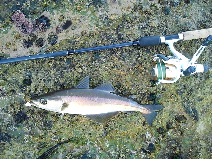 One of the wedge caught fish.