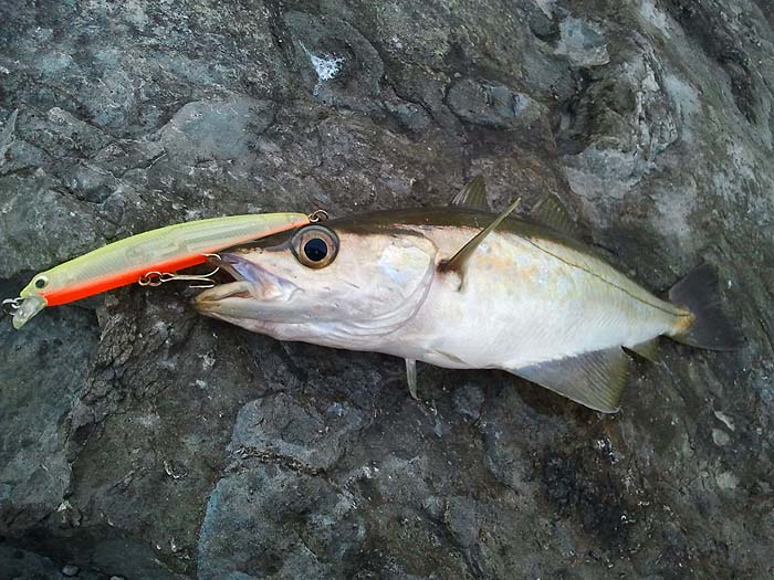 A nice one on the Angel's Kiss.