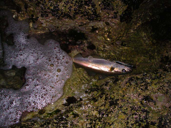 This one took a plug.