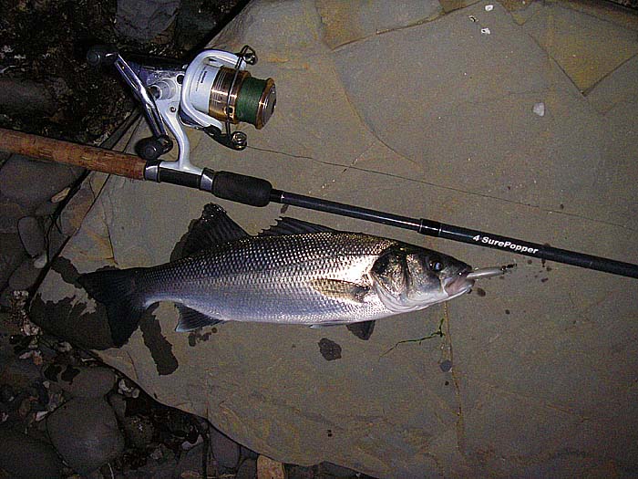 One of the fish on my first morning session.